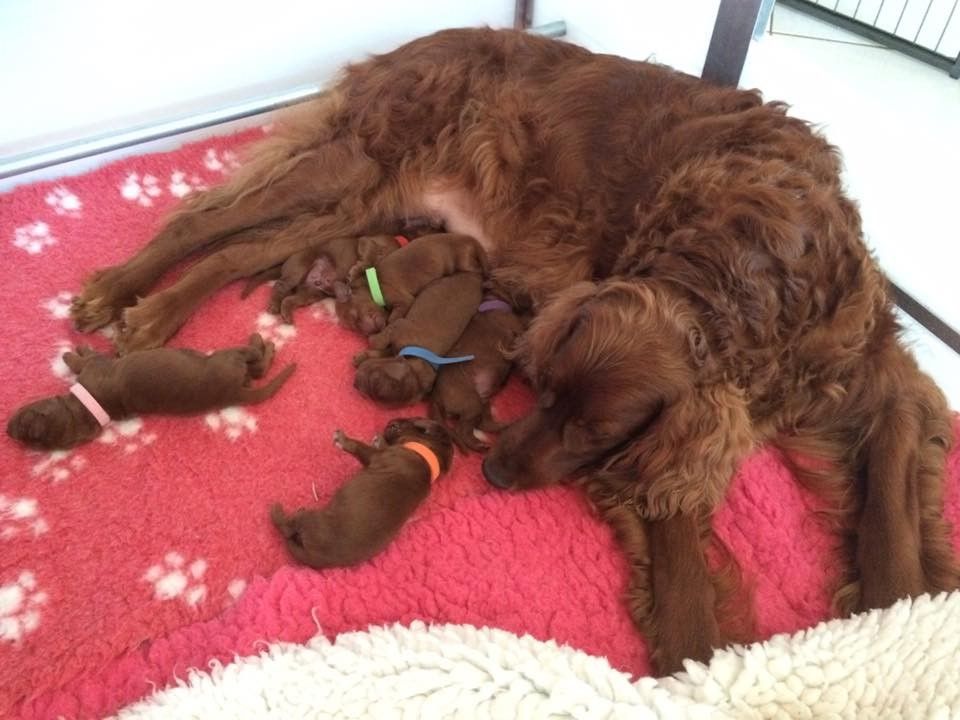 PORTEE "N" bébés nés le 12 mai 2017
