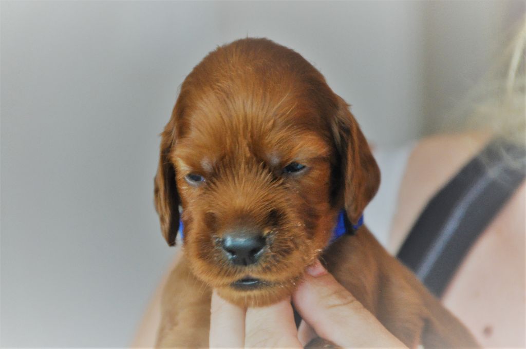 Heatherdale - Chiots disponibles - Setter irlandais rouge